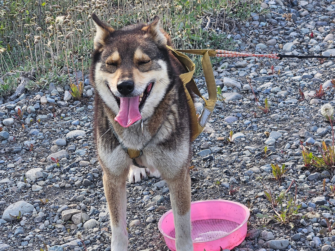 Waylon's Way Dog Sledding-McCarthy必去景点