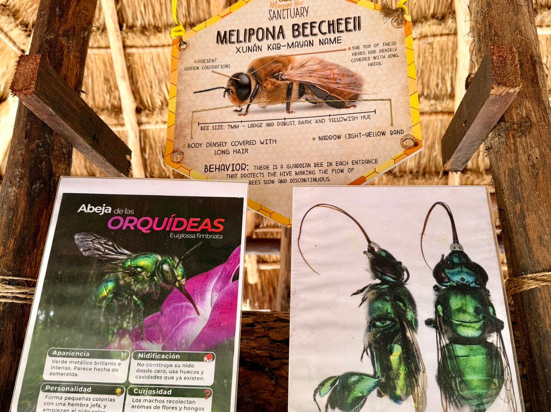 Mayan Bee Sanctuary-San Miguel de Cozumel必去景点