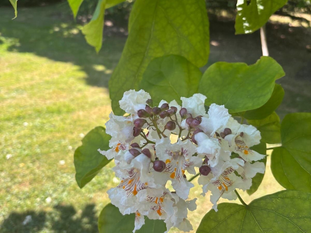 Ventnor Botanic Garden-文特诺必去景点