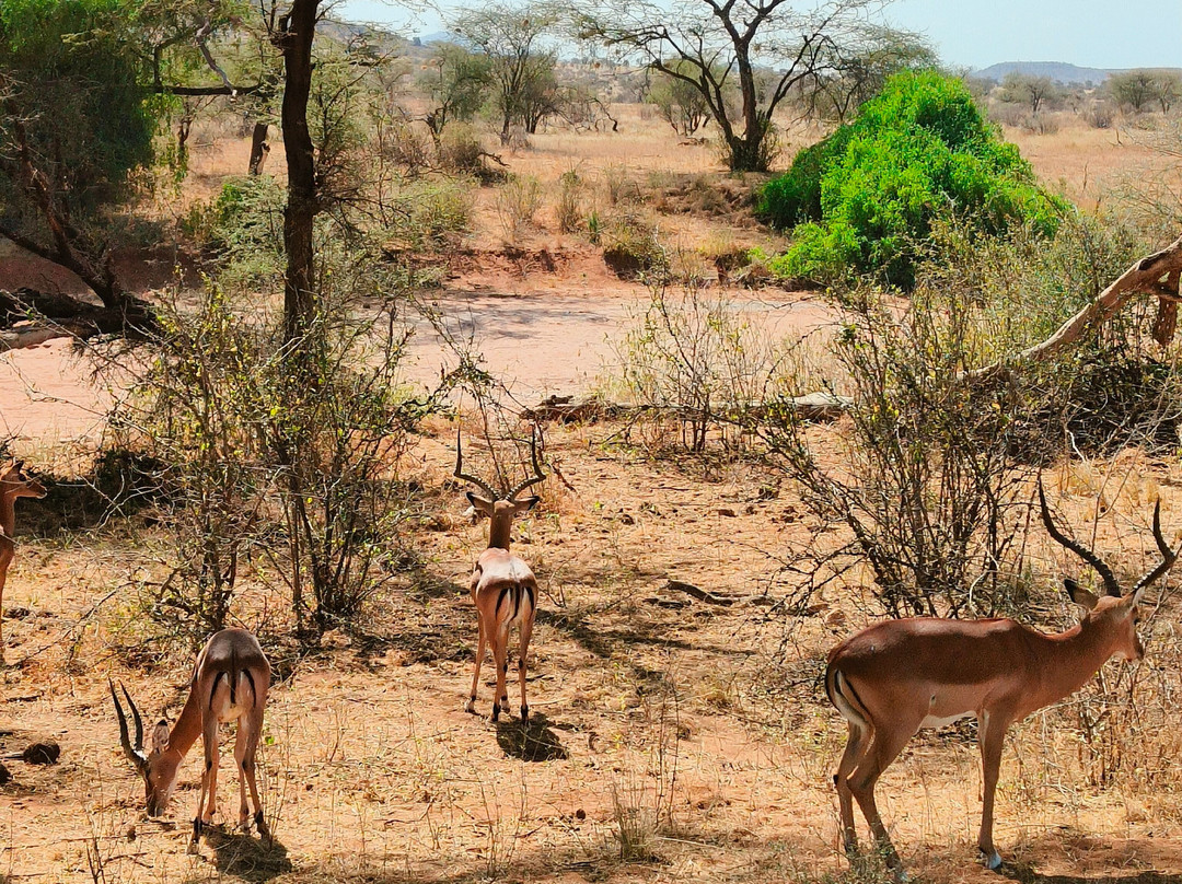 Hyrax Safaris-Ololaimutiek必去景点