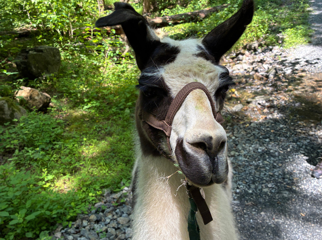 Llamas Of Hot Springs-Hot Springs必去景点
