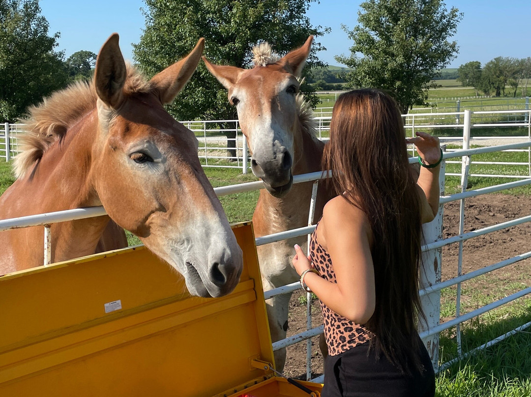 Clover Cliff Ranch Bed and Breakfast主图