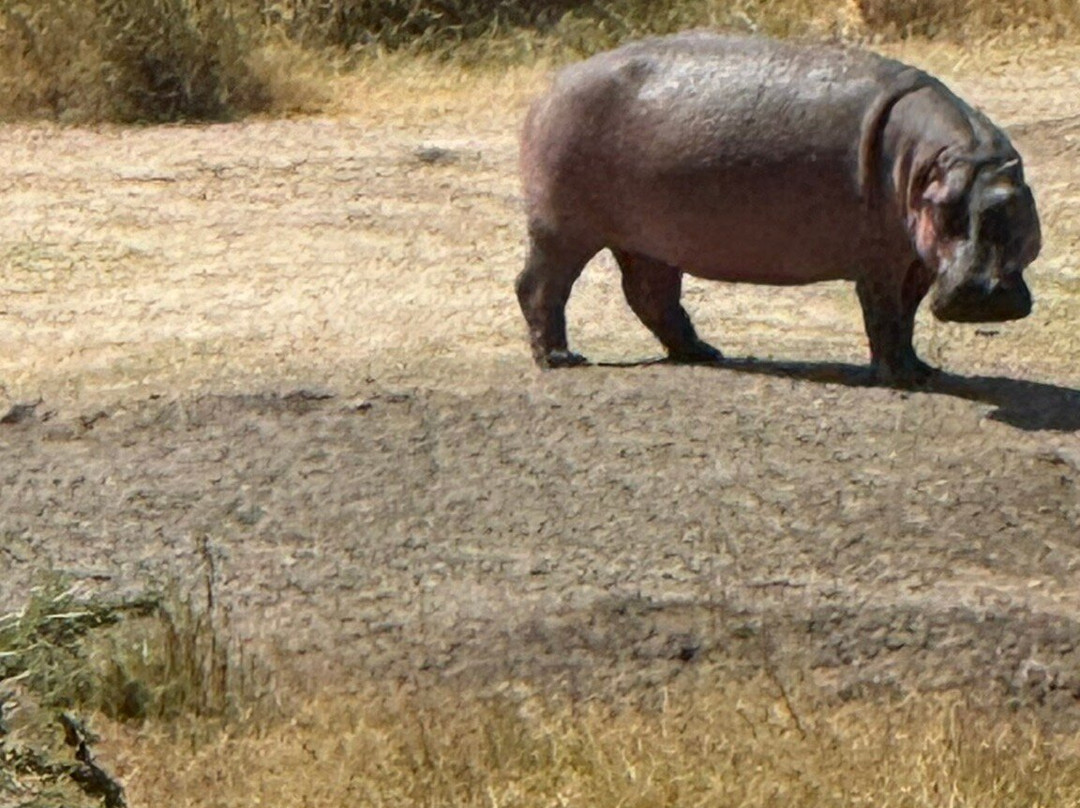 Safaris-R-Us-阿鲁沙必去景点