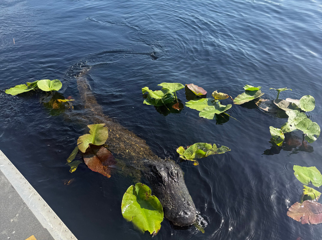 Everglades Swamp Tours-Everglades Wildlife Management Area必去景点