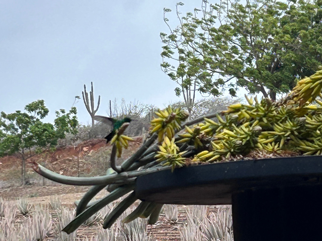 The Aloe Vera Curacao, Home of Curaloe Tour-威廉斯塔德必去景点