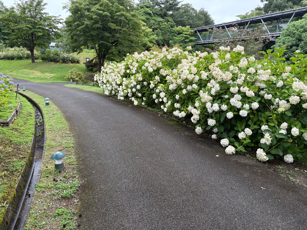 Tottori Hanakairo-Flower Park-南部町必去景点