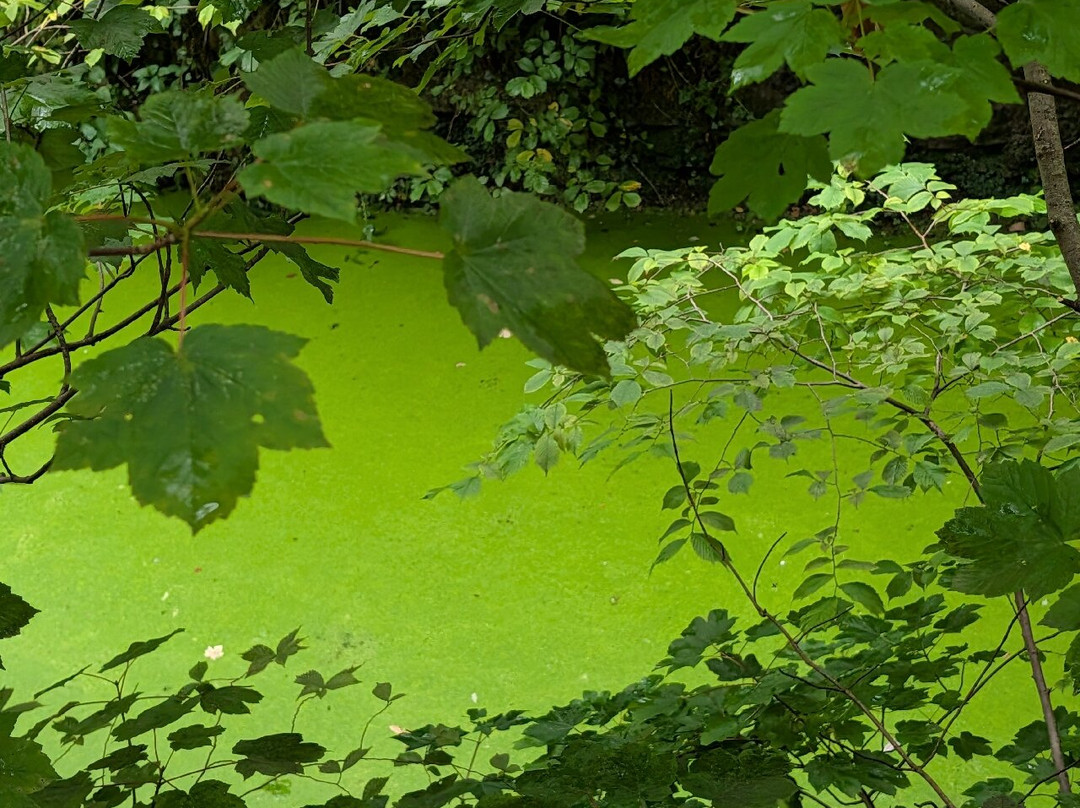 Skipton Castle Woods-斯基普顿必去景点