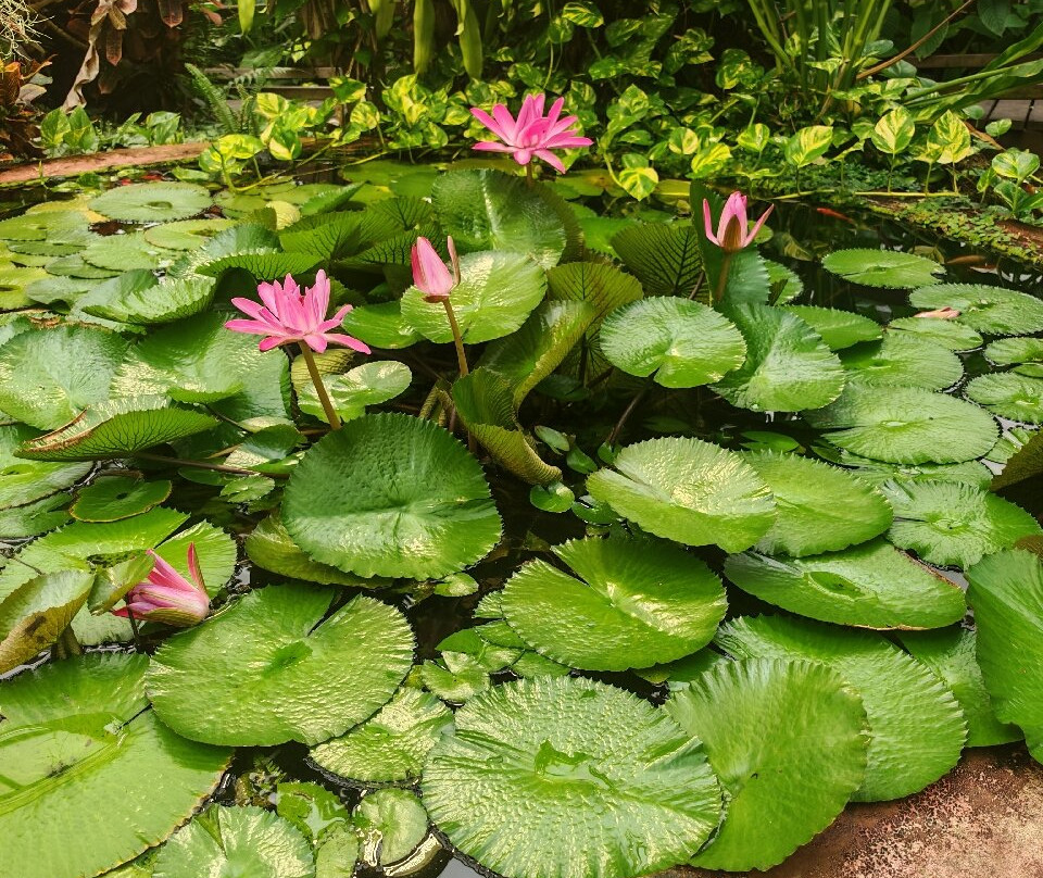 Manor Heath and Jungle Experience-哈里法克斯必去景点