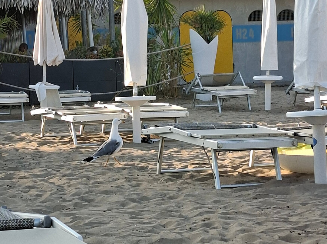 Spiaggia di Lignano Pineta-Lignano Pineta必去景点