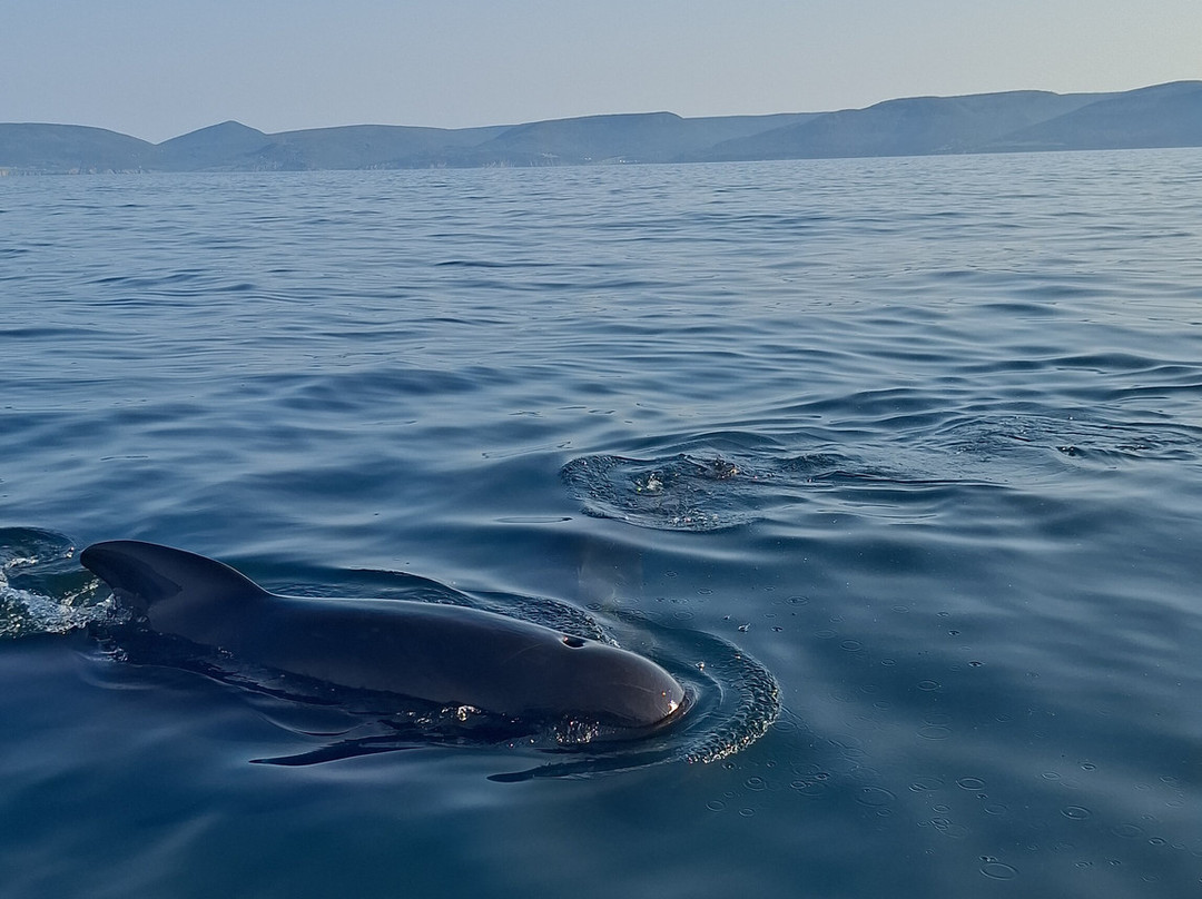 Oshan Whale Watch-Bay St. Lawrence必去景点