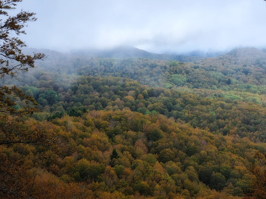 Parco Naturale Regionale delle Serre-Serra San Bruno必去景点