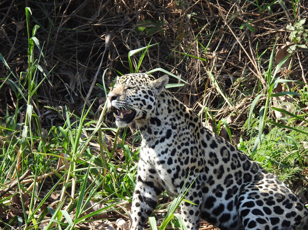 Jaguar Photo Expeditions-Varzea Grande必去景点