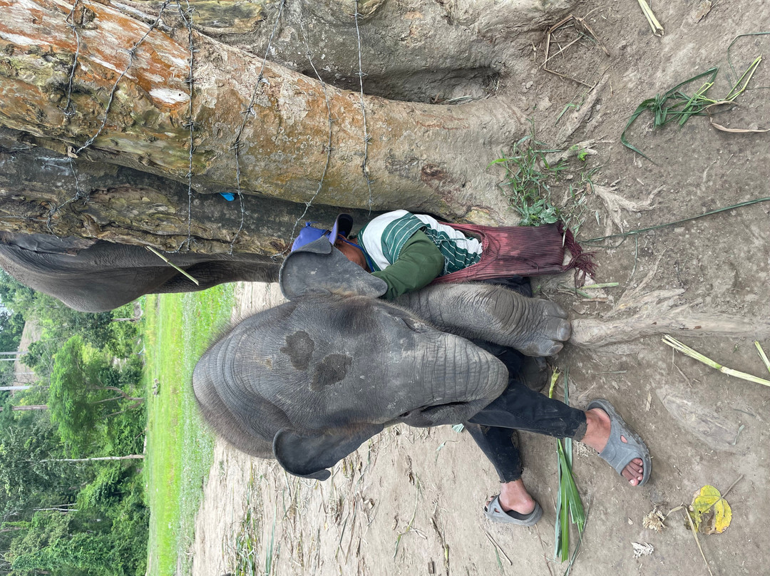 Karen Hilltribe Elephant Sanctuary-Mae Win必去景点