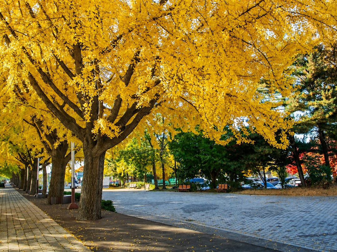 Gingko Tree Road-牙山市必去景点