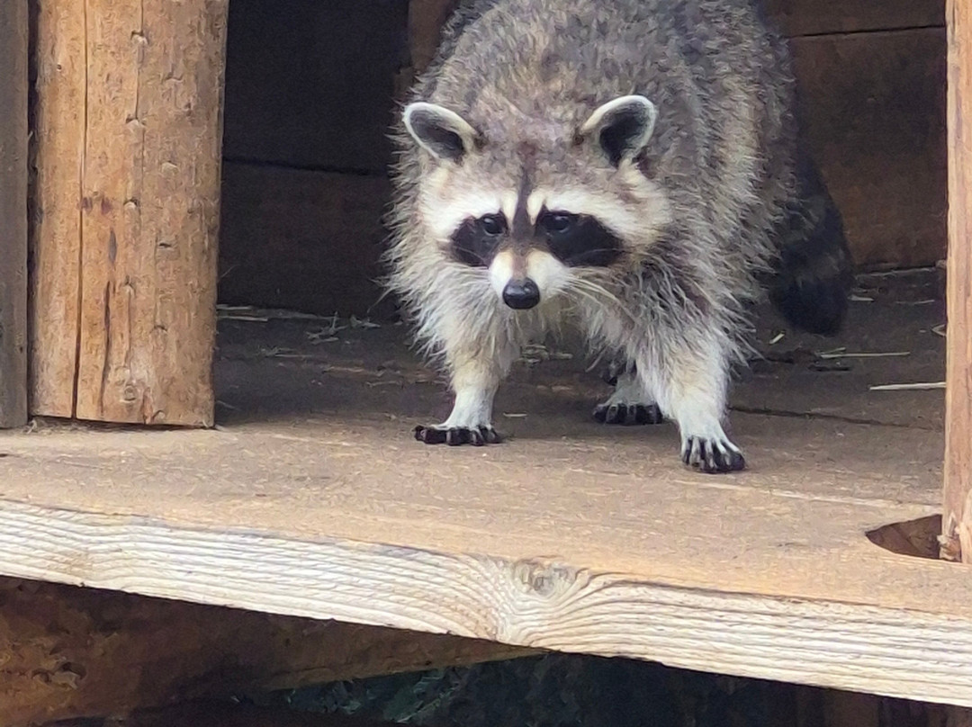 Erlebnis-Zoo Hannover-汉诺威必去景点