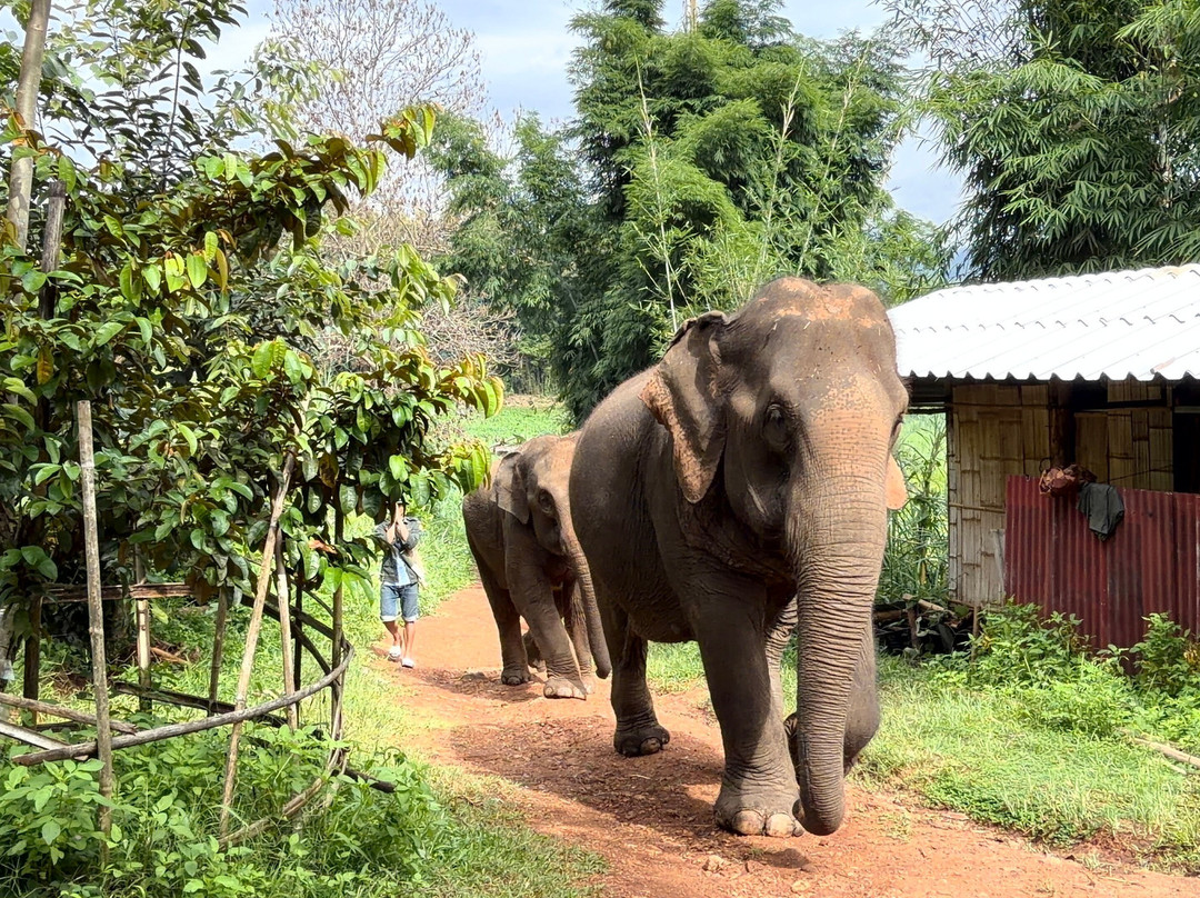Elephant Sanctuary Care Park-清迈必去景点
