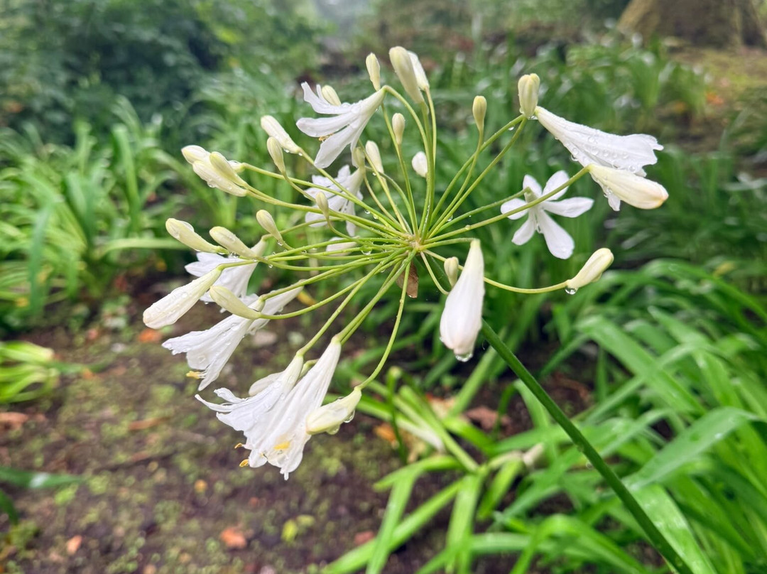 Explorers' Garden at Pitlochry Theatre-皮特洛赫里必去景点