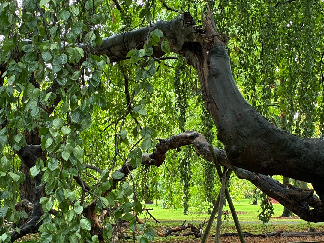 Botanical Garden Arboretum Oudenbosch-Oudenbosch必去景点
