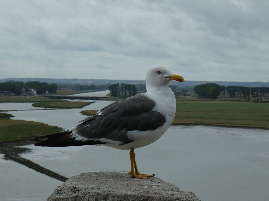 Baie du Mont St Michel-圣米歇尔山必去景点