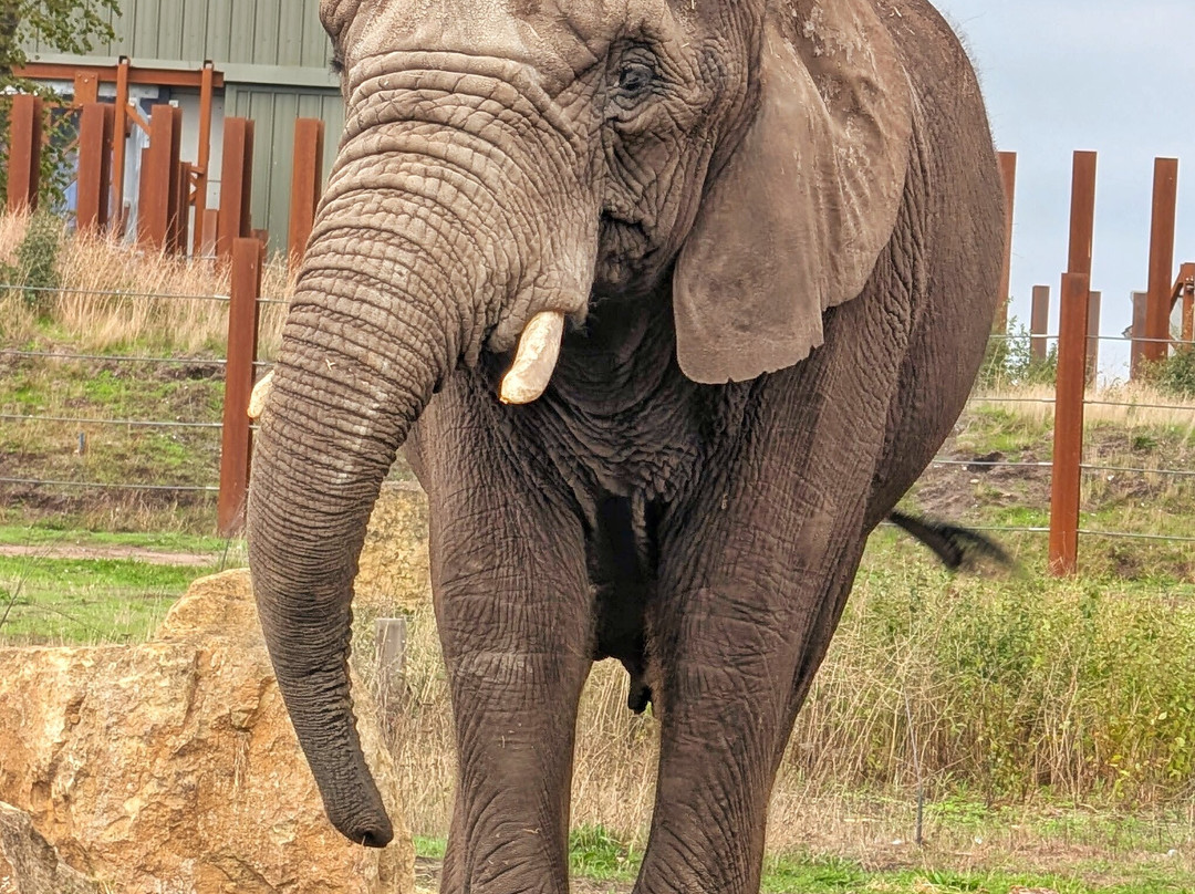 West Midlands Safari Park-Bewdley必去景点
