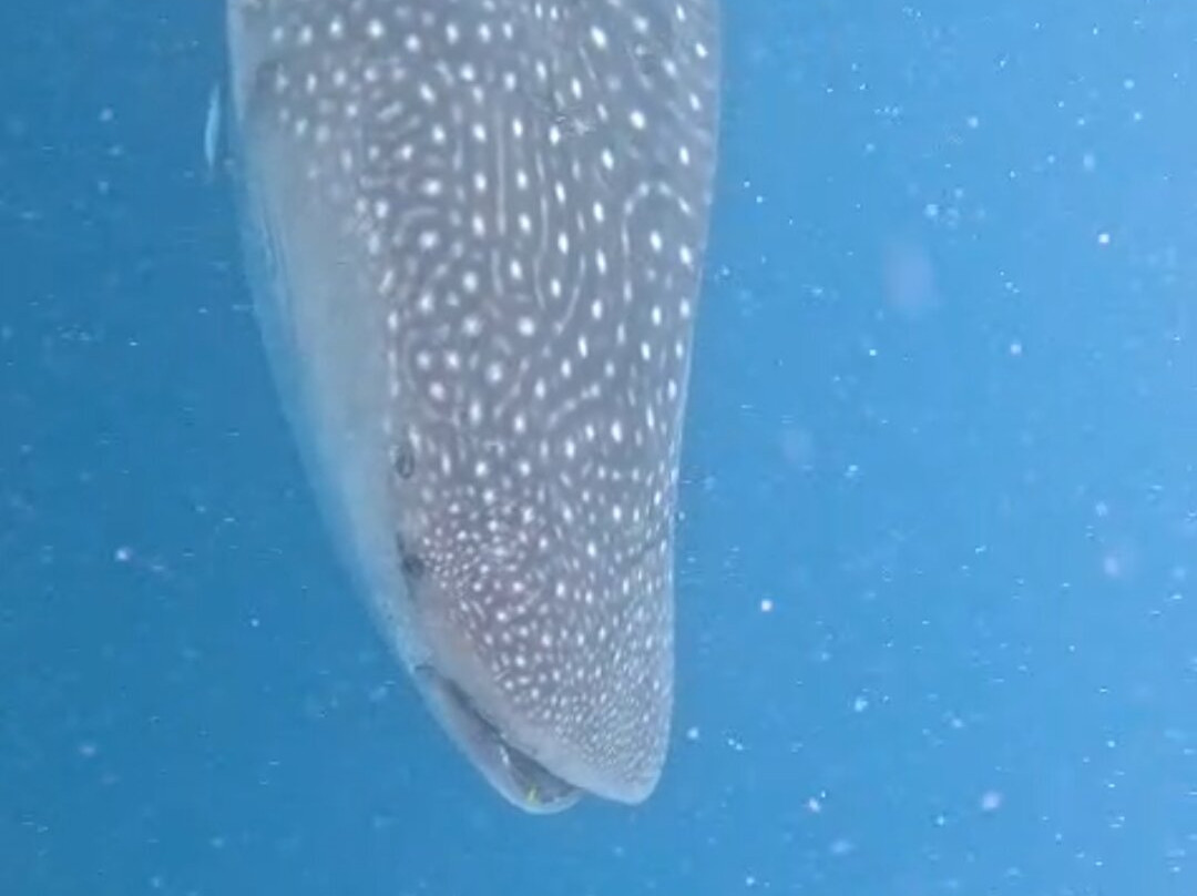 Afro Whale Shark Safari-马菲亚岛必去景点