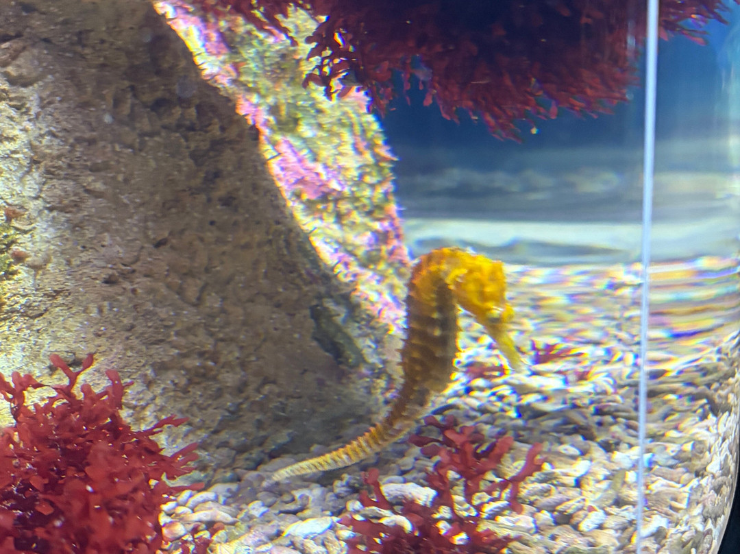 Cité de la mer-瑟堡-奥克特维尔必去景点