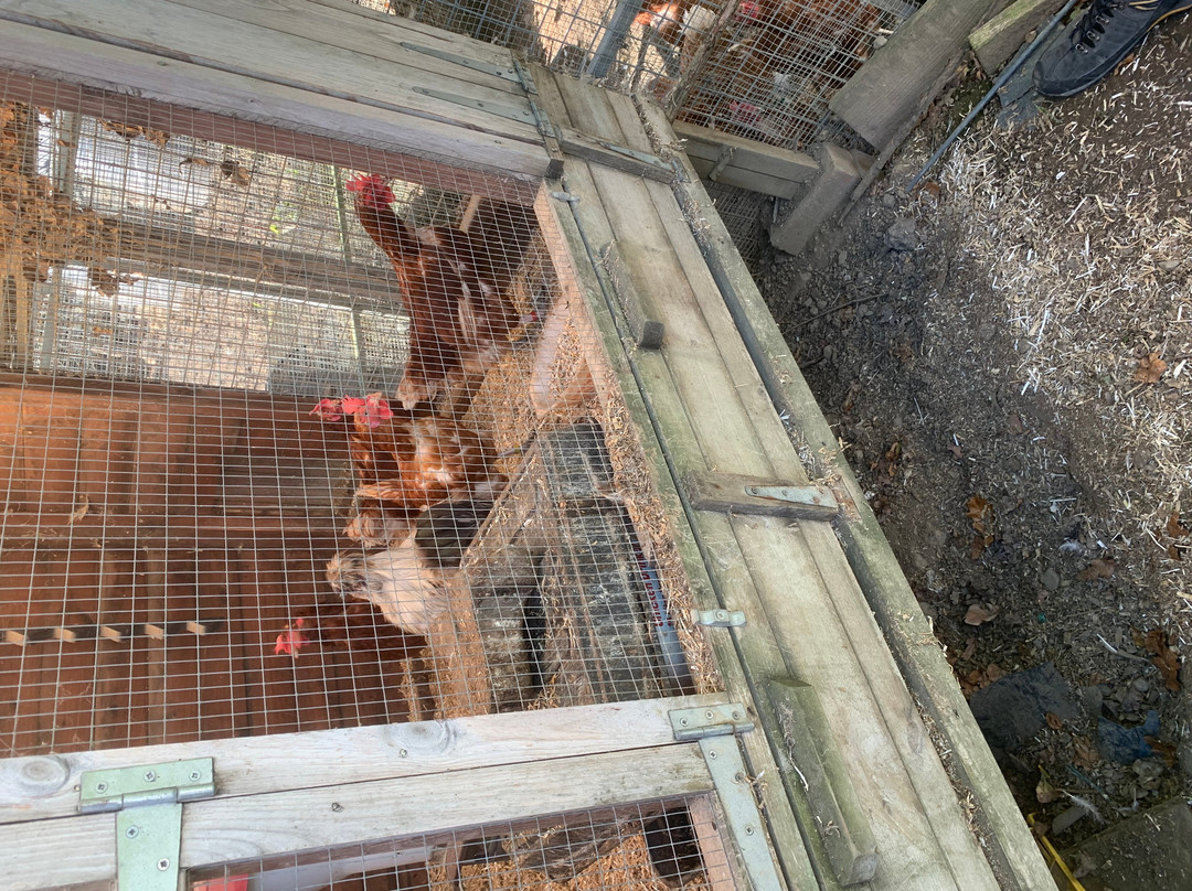 Holly Hagg Community Farm-谢菲尔德必去景点