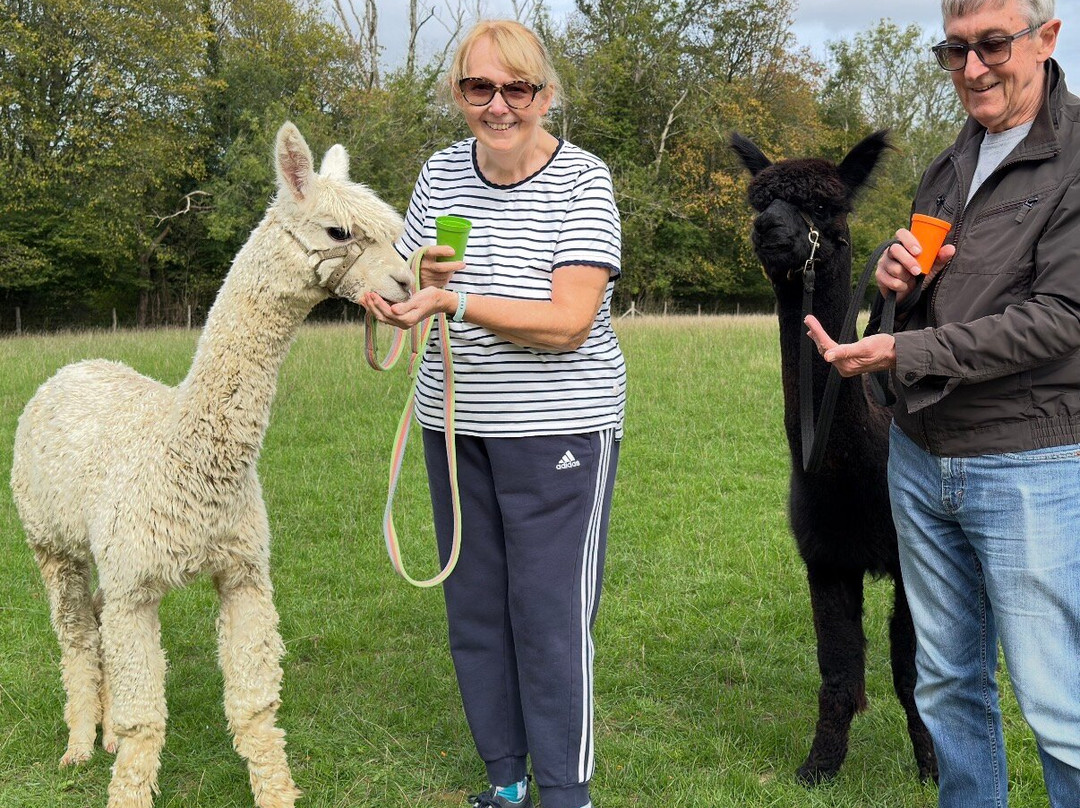 Alpaca Walking - With Spring Farm Alpacas-Fletching必去景点