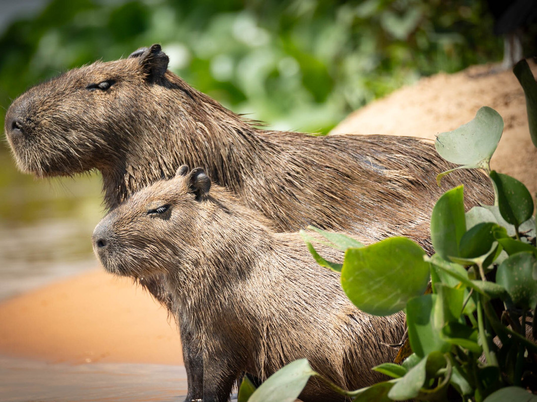 Olsen Photo Tours - Wildlife Experiences-Porto Jofre必去景点