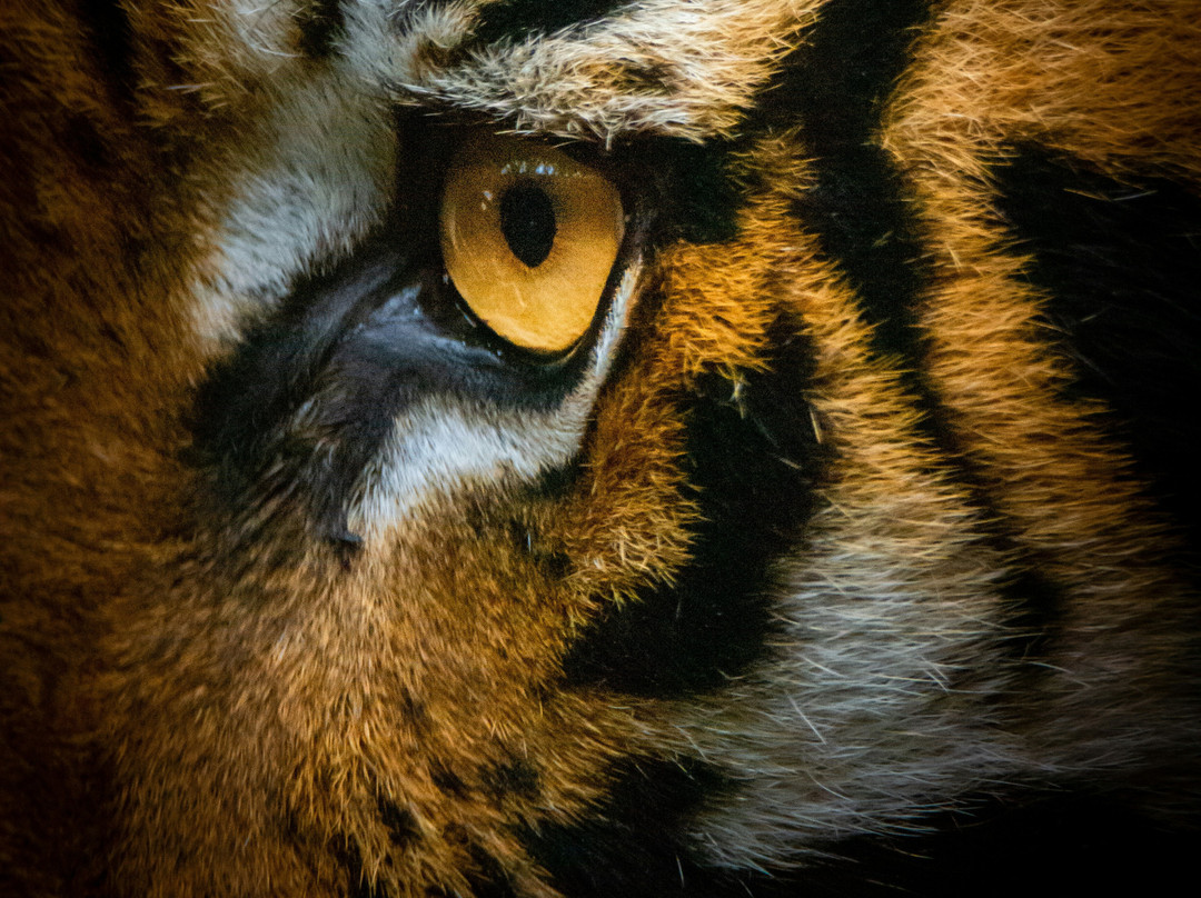 Great Cats World Park-凯夫章克申必去景点