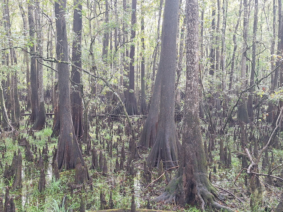 Manatee Springs State Park-Chiefland必去景点
