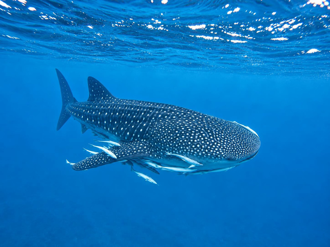 Ningaloo Discovery Whale Shark Tours-埃克斯茅斯必去景点