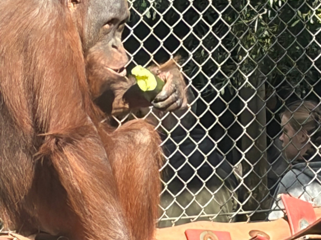 Monkey World-韦勒姆必去景点