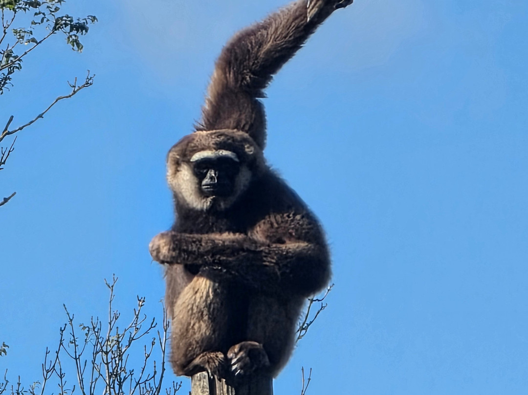 Twycross Zoo-Atherstone必去景点