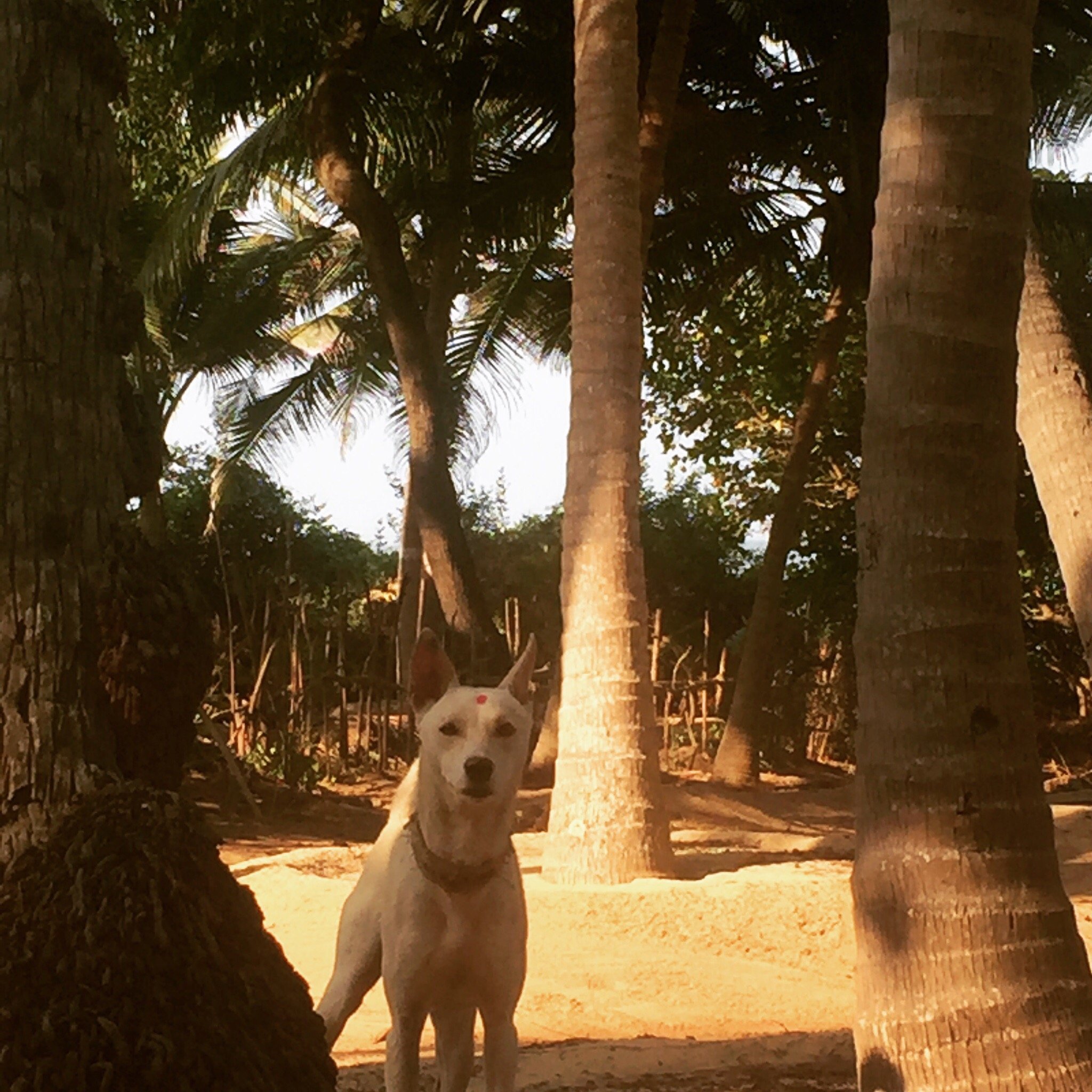 The Coconut Palms-泳池