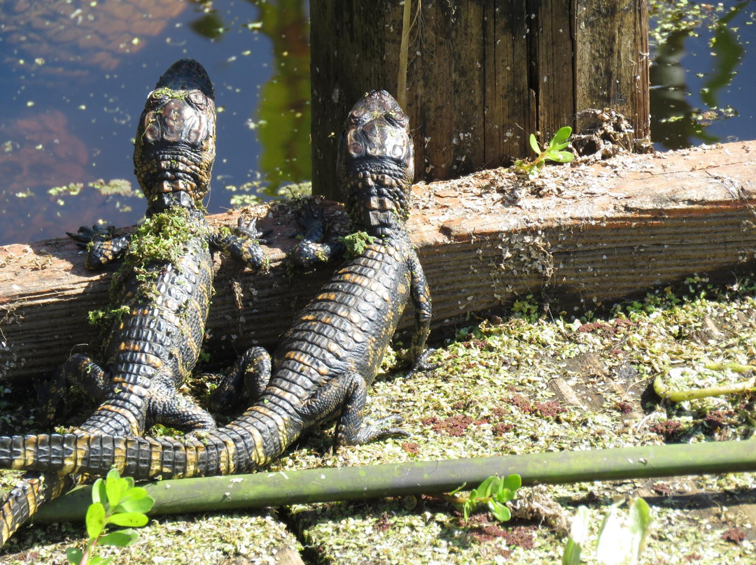 Freeport旅游景点-Brazoria National Wildlife Refuge