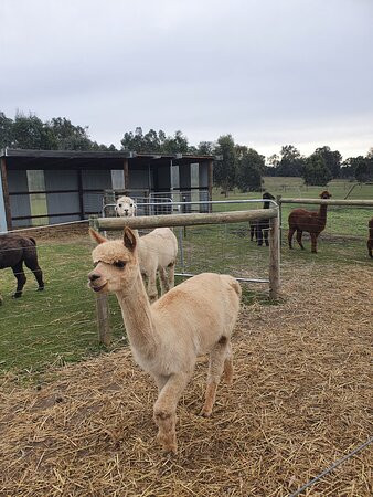 Redbank Alpacas-Redbank必去景点