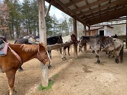 Bear Creek Trail Rides and Stable-Walnut Shade必去景点