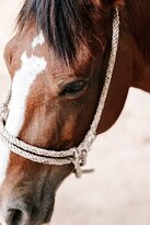 Star Mountain Horseback Riding景点图片