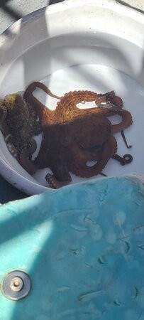 Captain Nick's Glass Bottom Boat Aphrodite-干尼亚必去景点