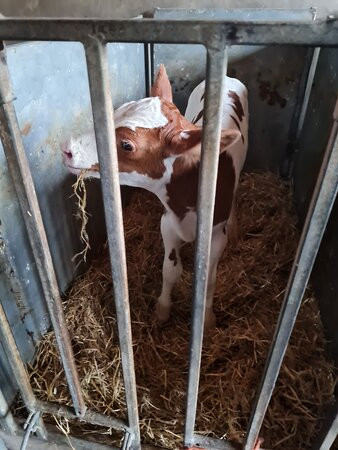 Fernydale Farm Bed & Breakfast主图