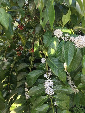 Uganda Crater Lakes Tours-Fort Portal必去景点