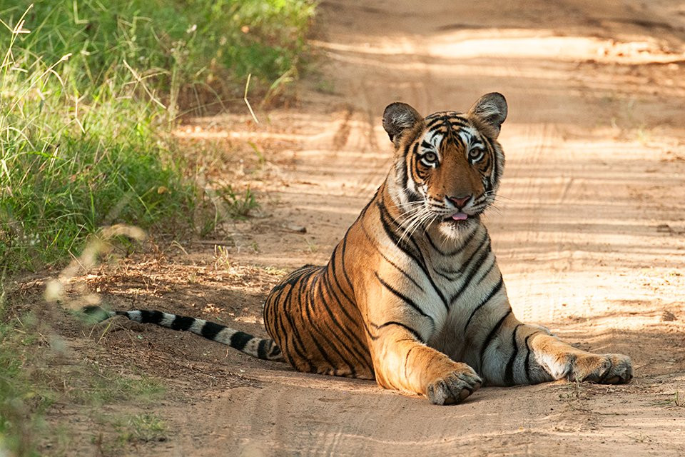 Royal Tiger Safari景点图片