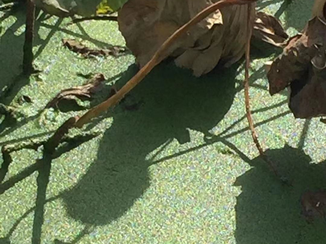 金银湖湿地公园-武汉市必去景点