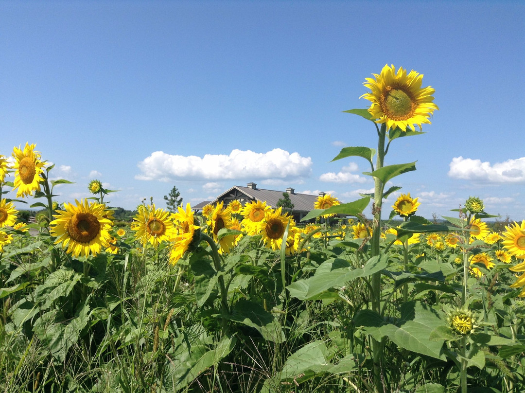 Saint-Severe旅游景点-Passion Lavande