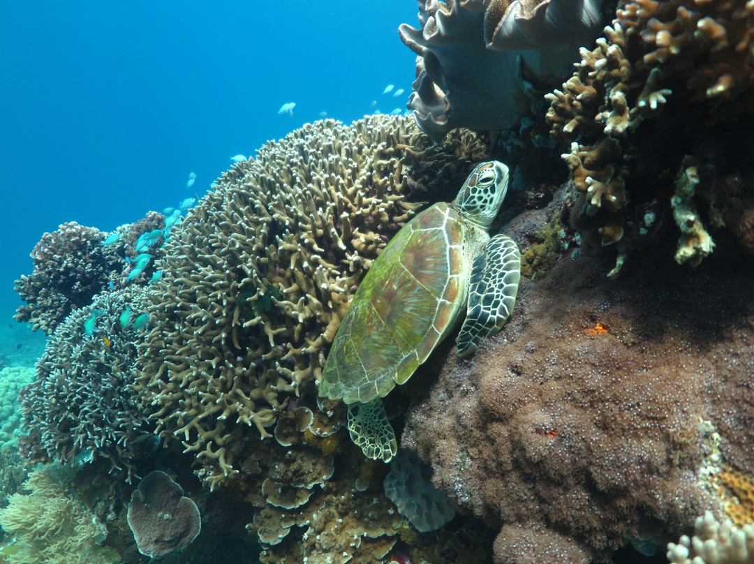 Coral Dive & Adventure景点图片