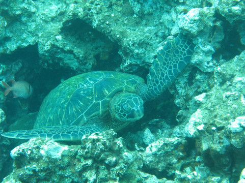 Hawaiian Paddle Sports