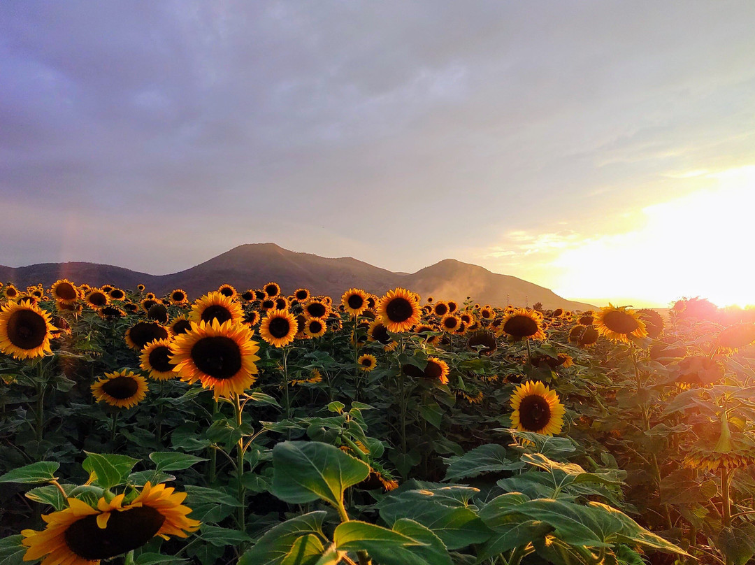 Rancho San Juan Diego- Recorrido de girasoles y Cempasúchil