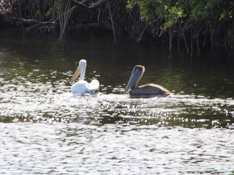 Sanibel Island Dolphin Tours-萨尼贝尔岛必去景点