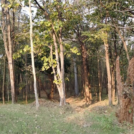 Bhadra Wildlife Sanctuary景点图片